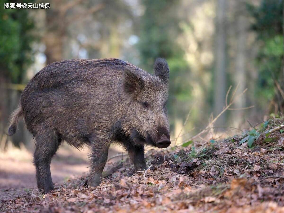 野猪在我国分布情况如何,中国野猪的分布现状分析