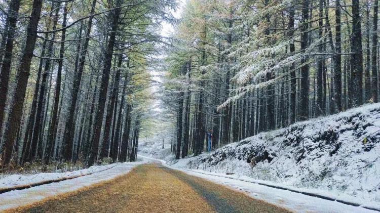 北京多地下雪地面都白了,北京各区迎来初雪，银装素裹大地一片白