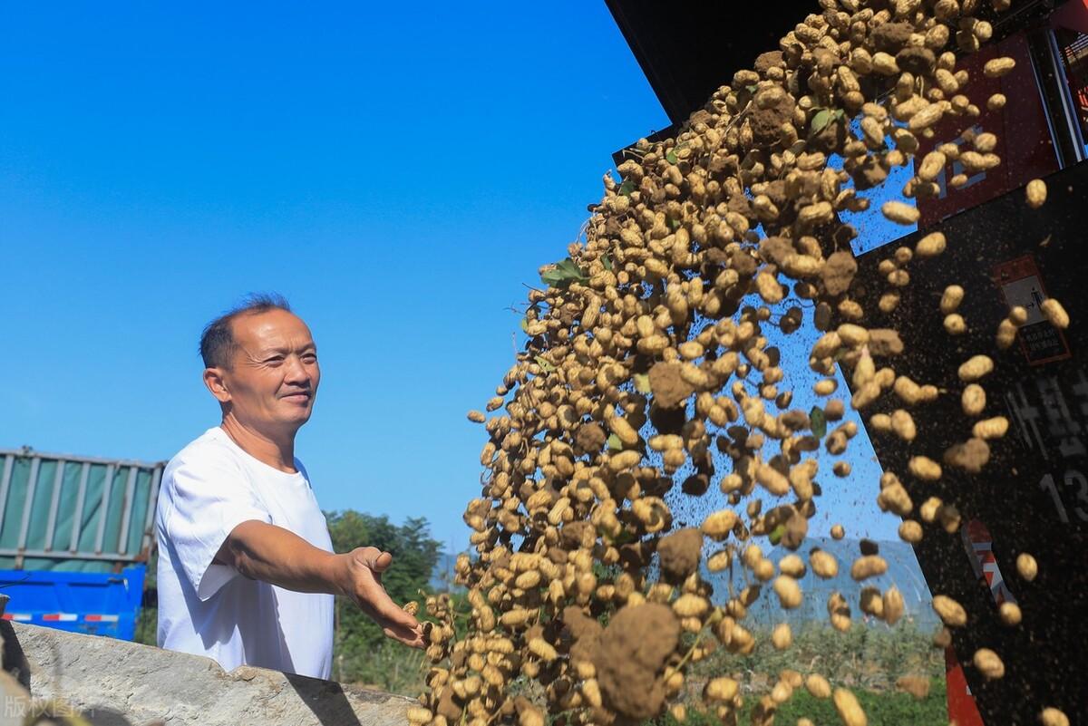 河南今日花生米最新价格,“河南今日花生米市价波动明显”。