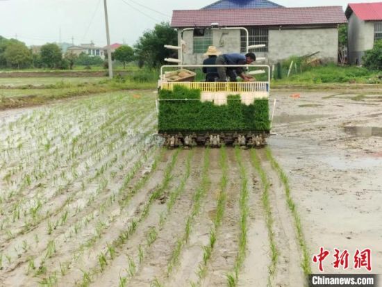 揭秘最新型水稻抛秧机的创新科技与市场前景，探索农业现代化的新机遇