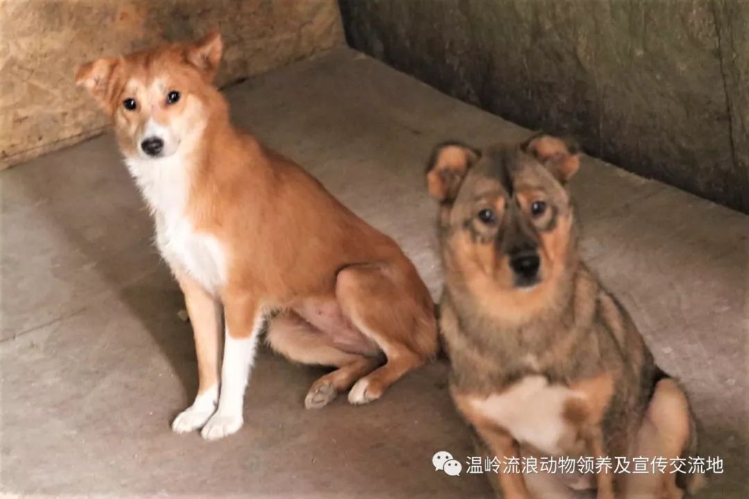 南宫犬业最新种公,南宫犬业新品种公犬