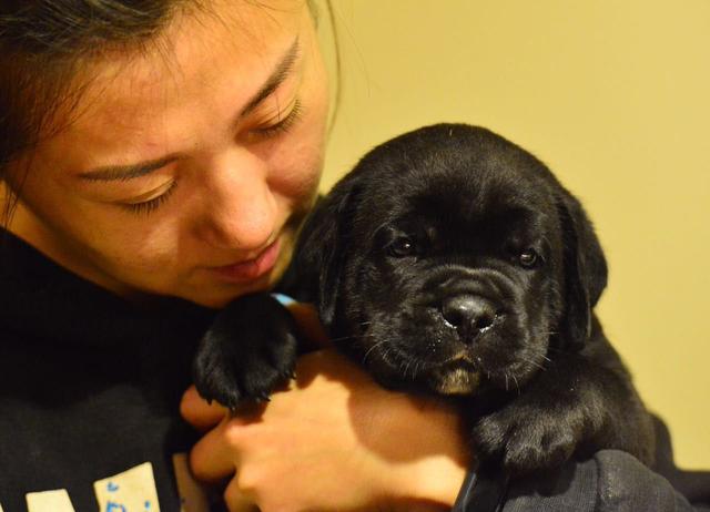 邢三犬舍最新配种,邢三犬舍最新繁殖动态