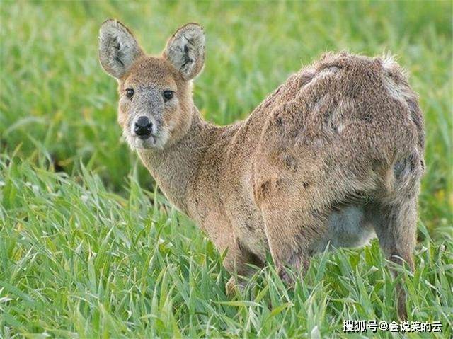 袋鼠介绍的资料大全,公开性与彩票机制的探讨_潮流制W67.891