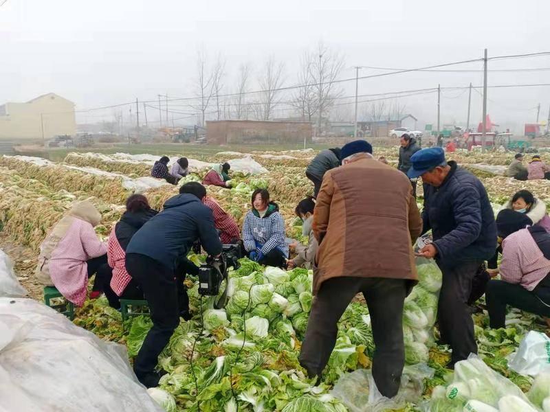 最新揭晓：萝卜市场行情价一览